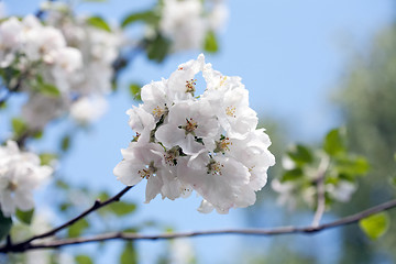 Image showing apple blossom