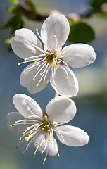 Image showing cherry flowers