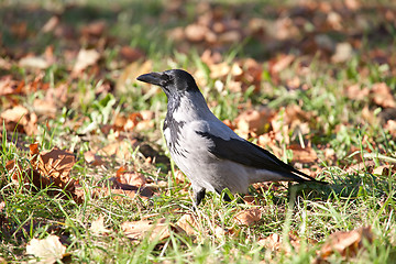 Image showing crow