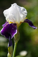 Image showing iris flower