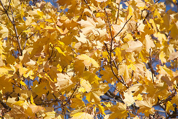 Image showing golden fall maple leaves