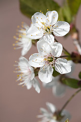 Image showing cherry tree flowers