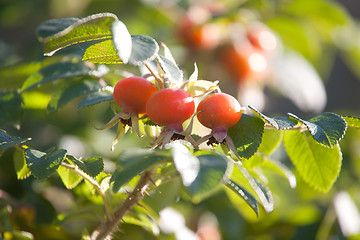 Image showing rosehips