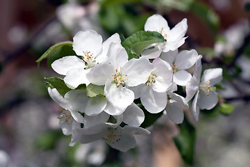 Image showing apple tree blossom