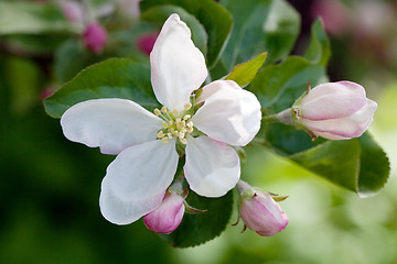 Image showing apple tree flower