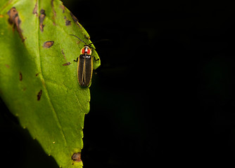 Image showing Firefly