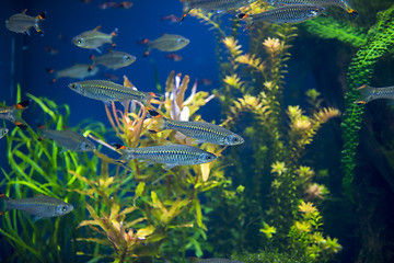 Image showing Fishes in aquarium