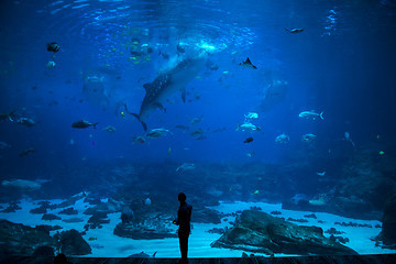 Image showing Fishes in aquarium