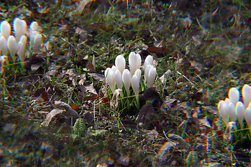 Image showing White crocus