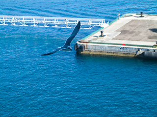 Image showing A seagull flying