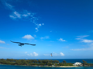 Image showing A seagull flying