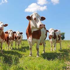 Image showing Montbeliarde cattle