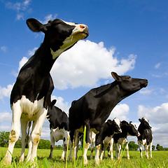 Image showing Holstein cows sniffing