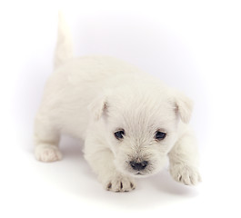 Image showing Little bichon puppy