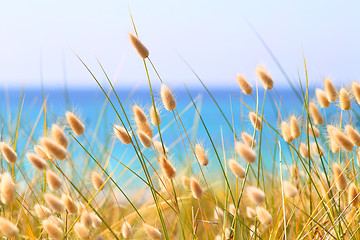 Image showing Bunny Tails Grass