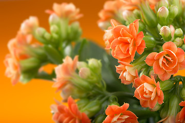 Image showing  flowers of Kalanchoe. on a orange background.