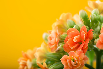Image showing  flowers of Kalanchoe. on a orange background.