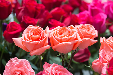 Image showing pink roses close up. Background.