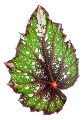 Image showing Begonia leaf vertically