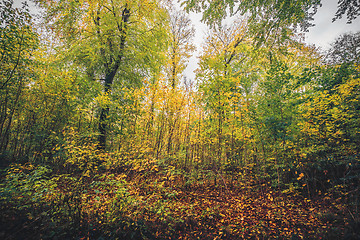 Image showing Autumn colors in the forest