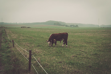 Image showing Hereford cow in a misty countryside landscape