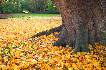 Image showing Autumn scene in a park with yellow autumn maple