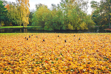 Image showing Autumn leaves covering the ground near a lake