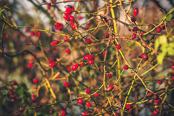 Image showing Red Rosa Rugosa plant with spikes