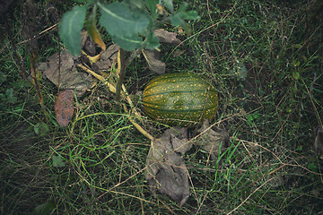 Image showing Green pumpkin in the garden