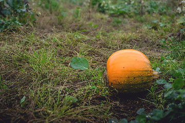 Image showing Single orange pumpkin on a field