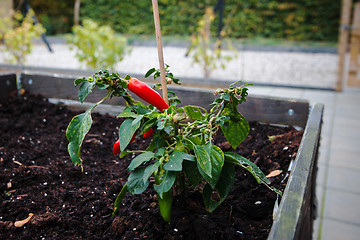 Image showing Red chili on a green plant in a private garden