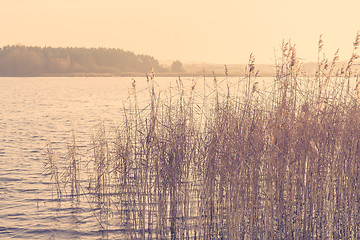 Image showing Reed by a lake in the morning sunrise