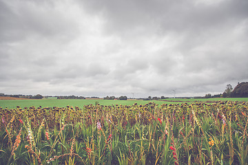 Image showing Flowers in autumn on a field