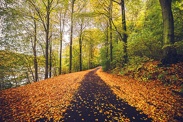 Image showing Forest trail covered with golden autumn leaves