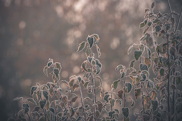 Image showing Frozen plants in the morning sunrise