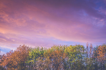 Image showing Trees in autumn colors in a violet sunrise