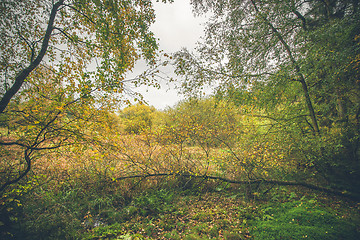 Image showing Wilderness with colorful birch trees