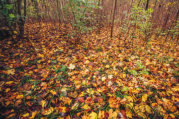 Image showing Autumn leaves on the ground