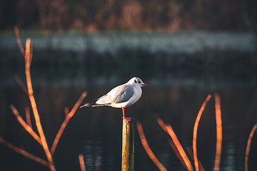 Image showing Seagull on a wooden post