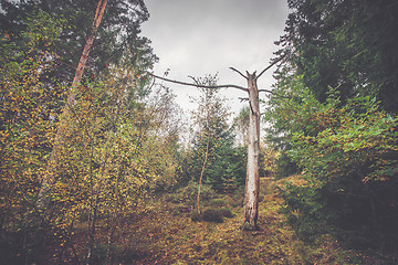 Image showing Barenaked tree log in a forest