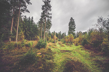 Image showing Forest scenery in the fall