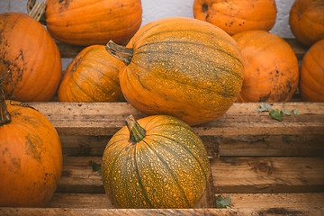 Image showing Orange pumpkins stacked on a wooden shelf