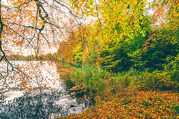 Image showing Autumn scenery with a large branch