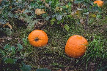 Image showing Garden in the fall with orange pumpkins