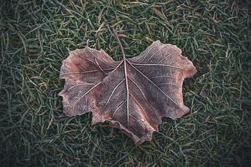 Image showing Frozen leaf with beautiful patterns 