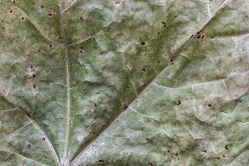 Image showing Yellowing withered leaf, background and texture