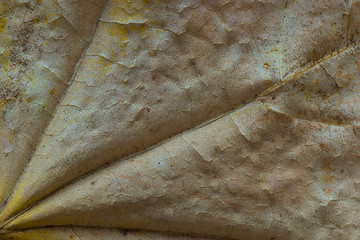 Image showing Background and texture of yellowing leaf