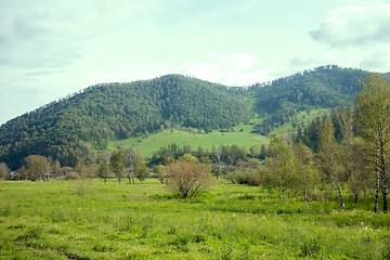 Image showing Summer mountains landscape with trees.