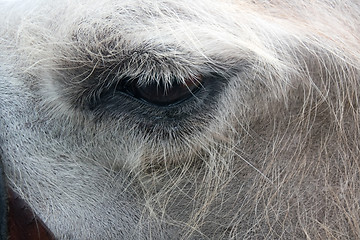 Image showing eye of a camel