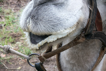 Image showing funny mouth of a camel